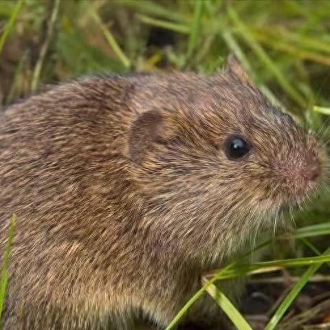 《钢铁鼠》免费领！2.5D动作街机，畅玩经典回忆