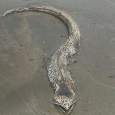 《未知海岸》Steam版70元限时发售，战术RPG新篇章开启