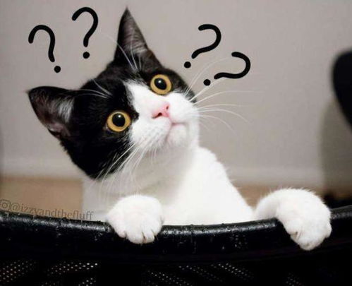 《远云编年史猫咪分布全揭秘》