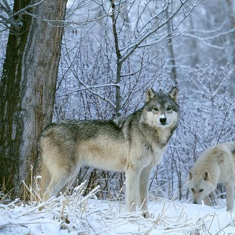 《C罗狂暴群狼之城：揭秘饿狼传说最强战力》