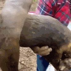 《怪物火车2》印度蘑菇车流派攻略：独门玩法揭秘