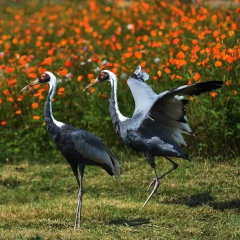 《灵魂面甲》大羊驼获取秘籍：独家攻略解锁方法