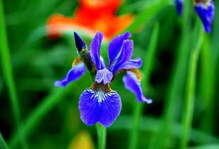 《出发吧麦芬》鸢尾蓝技能进化揭秘！蜕变形态大曝光