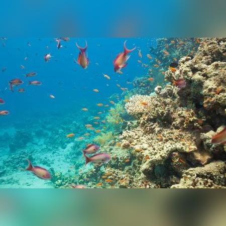 揭秘神奇海洋5.7答案大揭晓！2025年独家揭秘！