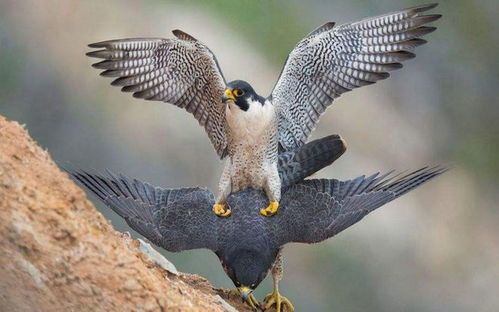 《心动小镇游隼神秘现踪，揭秘隐藏位置！》