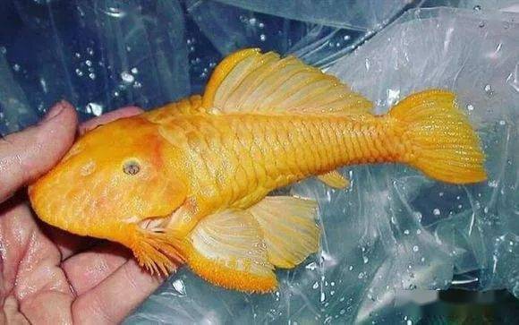 《荒野金鱼钓点揭秘：黄金鱼、白金鱼捕获攻略》