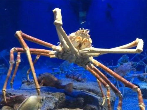 《戴夫潜水探宝：三星甘氏巨螯蟹捕捉攻略》