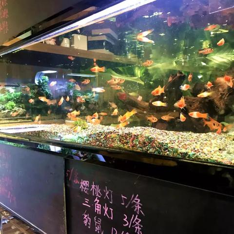 《星空飞船改造秘籍：高效升级攻略》