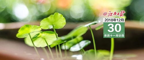 《模拟人生4园艺技巧大揭秘：轻松提升绿手指》