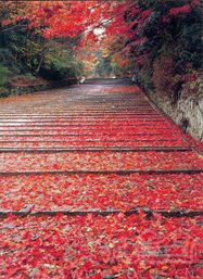 《剑星》拍照圣地揭秘：如梦如蝶美景尽收眼底