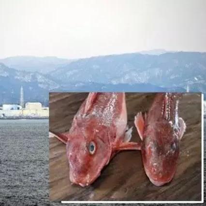 《辐射4》联邦历史揭秘：深度解析联邦兴衰传奇