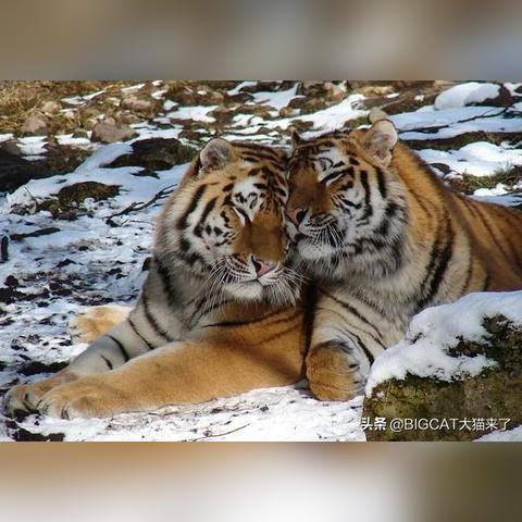 舌尖上的猎人第二季:封禁之科技狠活