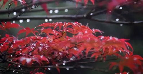 《鸣潮》龙吐珠采集攻略：今汐突破必备材料位置揭秘