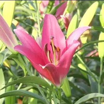 《高速花盛开》Steam青睐之光：百合游戏新体验