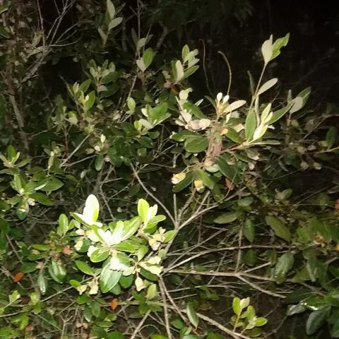 《心动小镇梅花鲈钓点揭秘：独家钓位大公开》