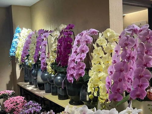 《夜幕魅影P5X花店选花攻略：女神专属花束揭秘》