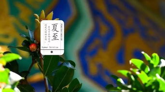 夏至蝉鸣半夏生，《第五人格》节气演绎录揭秘新篇章