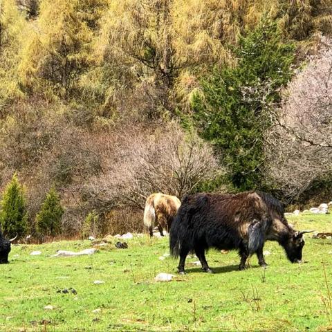 动物森林生存指南：开局攻略与进阶技巧揭秘