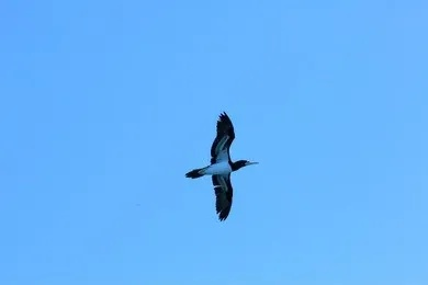 天空拥抱自然，展翅翱翔评测：探索生态新境界