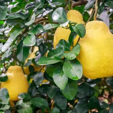 《堡垒之夜》多汁果园攻略：高效打法揭秘！