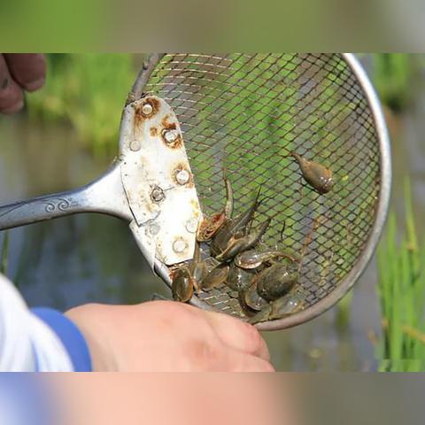 恐龙养殖挑战多，财富之路却宽广