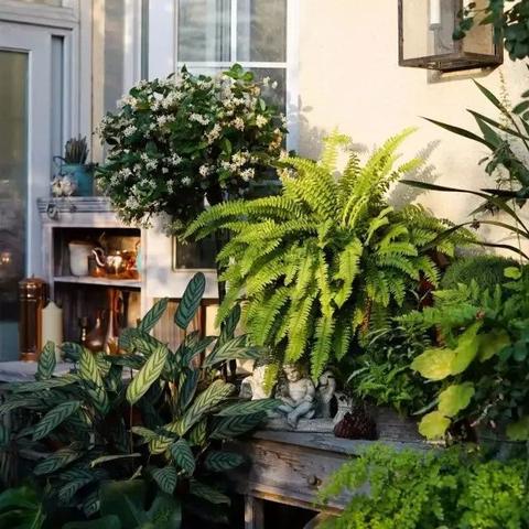 解锁花香猫秘方，探秘全新园艺艺术