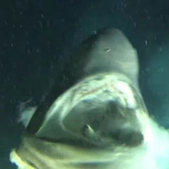 畅游深海探秘：揭秘热门潜水艇游戏排行前十