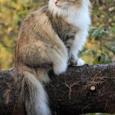 《古老之圈自由灵魂猫咪位置揭秘》