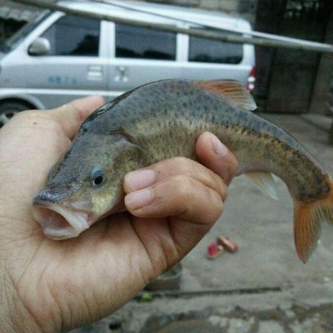 《掠食》重启版开场30分钟：揭秘未知星球生存挑战