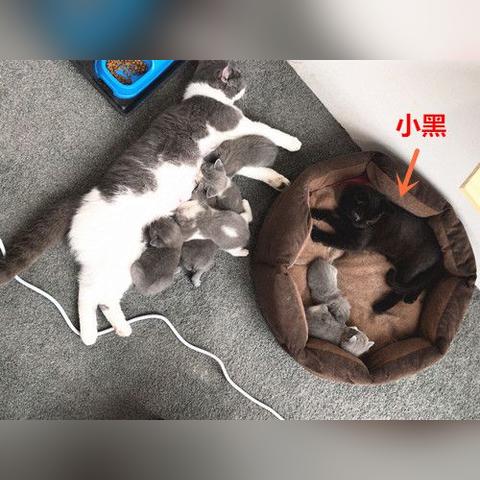 《绝区零》领养小黑攻略：六分街猫猫养成秘籍