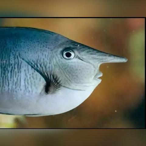 《大神》鱼类全攻略：区域分布及售价揭秘