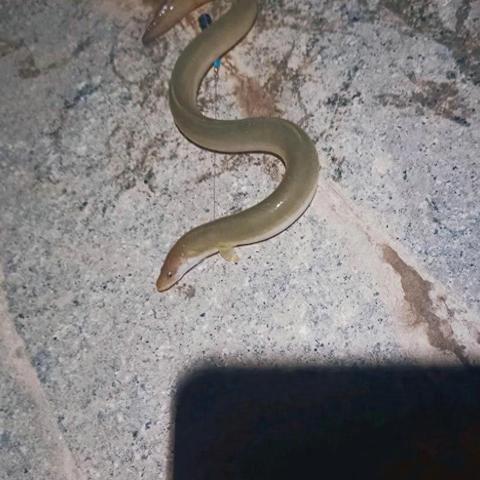 《世界拉力锦标赛5》夜幕赛道首曝，沉浸式光影竞速体验