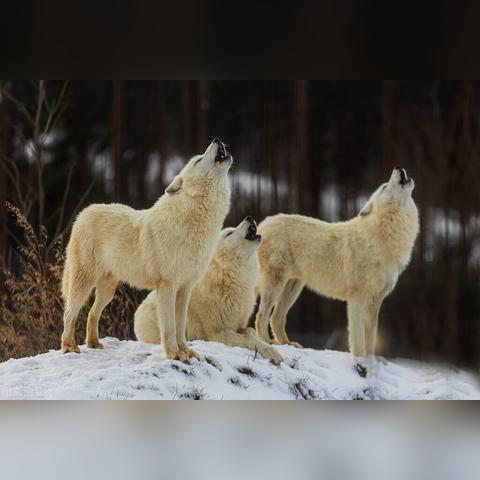《饿狼传说群狼之城》二测角色超必杀全览！独家揭秘！