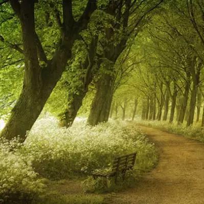 晚安森林攻略秘籍：解锁通关新境界