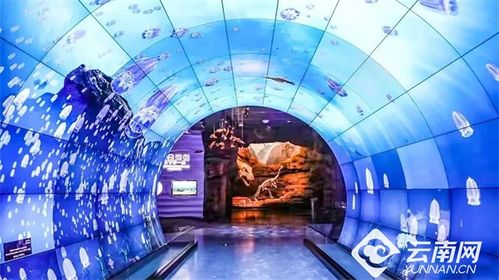 化石博物馆高效摆放秘籍：布局优化新攻略