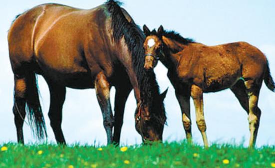 马匹竞技巅峰，盘点热门游戏排行榜前十佳选