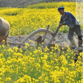 《边陲种田攻略:揭秘《最远的边陲》高效耕作技巧》 《边陲种田攻略:揭秘《最远的边陲》高效耕作技巧》