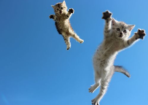 《双喵成行》全新肉鸽翻翻乐，趣味无限萌翻玩家心！