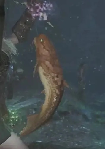 《荒野猎人》黄金鱼钓鱼攻略：隐藏钓点大揭秘