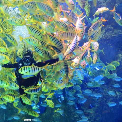 动物迷城宝藏盘点：收藏攻略大揭秘