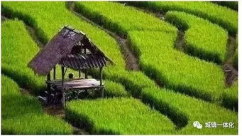 《收获之星》深度评测：揭秘农业田园新体验，种田乐趣无限！