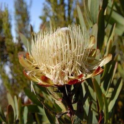 辐射76：背叛揭秘，异类新篇，靠谱升级