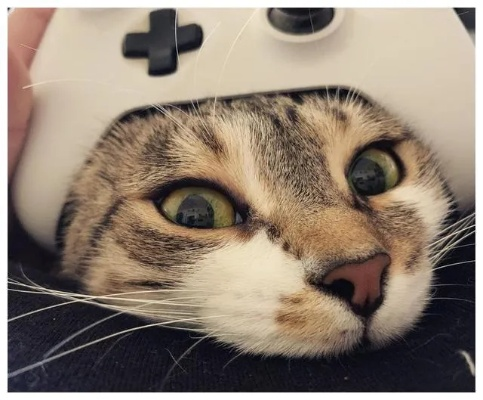 性感猫女郎新玩法，探索游戏新境界