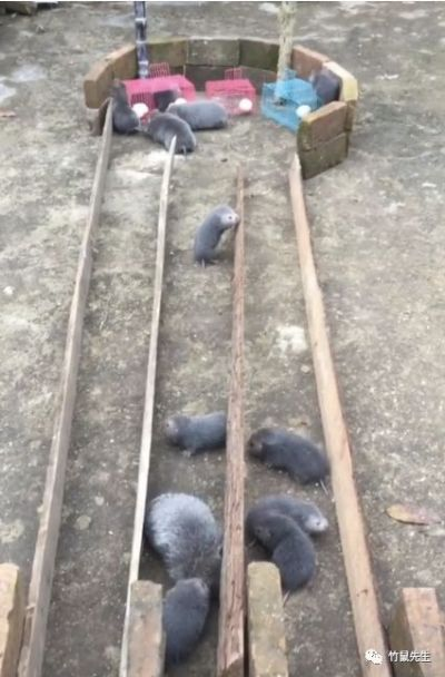 竹鼠生存大挑战，揭秘生存秘籍新玩法