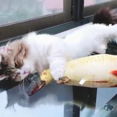 恐龙公园铲屎官养成记：揭秘新宠养成攻略