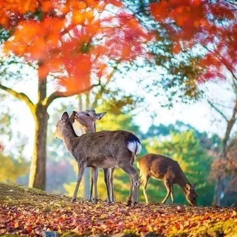 《塞尔达传说》宁静公主采集秘境大揭秘！