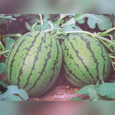 ATLAS生存攻略：揭秘全新生存秘籍