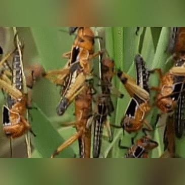 《心动小镇绿洲蝗捕捉攻略：隐藏位置大揭秘》