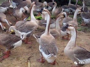 《鹅鸭杀》官网揭秘：独家链接速来！