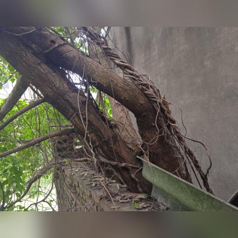 《悠久之树暗队速成秘籍，轻松通关新攻略》